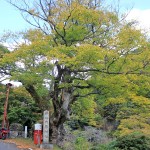 大原神社のケヤキと佐々里峠の紅葉をめぐるツーリング