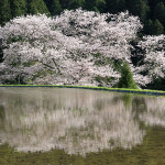 諸木野の桜