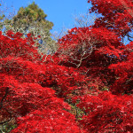 金蔵寺の紅