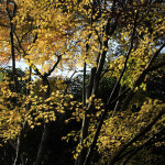 金蔵寺の残り紅葉